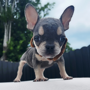 French Bulldog Puppy Titi