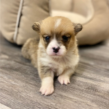 Pembroke Welsh Corgi Puppy Nome