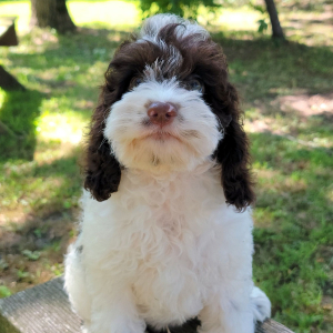 Cockapoo Puppy Chief