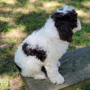 Cockapoo Puppy Chief