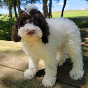 Cockapoo Puppy Chief