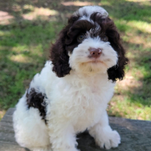 Cockapoo Puppy Chief