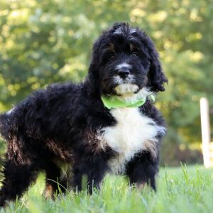 Bernedoodle Puppy Cheddar
