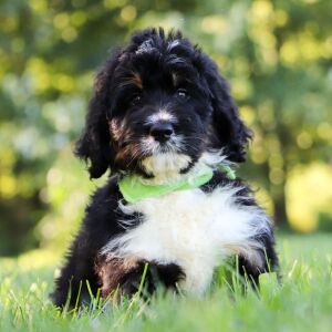Bernedoodle Puppy Cheddar