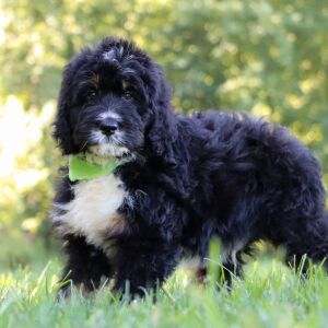 Bernedoodle Puppy Cheddar