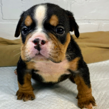 Bulldog Puppy Laney