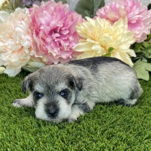 Miniature Schnauzer Puppy Carry