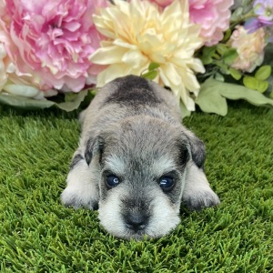 Miniature Schnauzer Puppy Carry