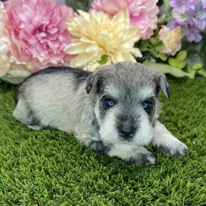 Miniature Schnauzer Puppy Carry
