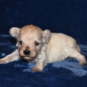 Miniature Schnauzer Puppy Able