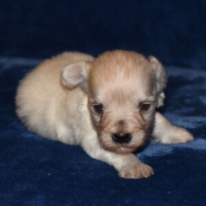 Miniature Schnauzer Puppy Able