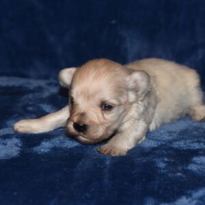 Miniature Schnauzer Puppy Able