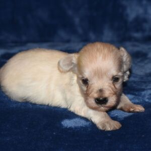 Miniature Schnauzer Puppy Able