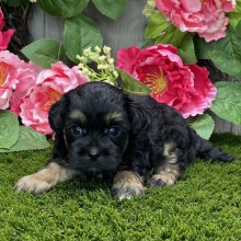 Shihpoo Puppy Kendra