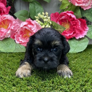 Shihpoo Puppy Kendra