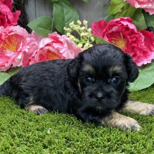 Shihpoo Puppy Kendra