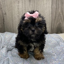 Shihpoo Puppy Kendra