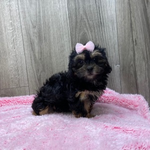 Shihpoo Puppy Kendra