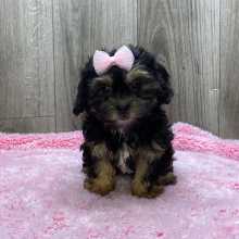 Shihpoo Puppy Kendra