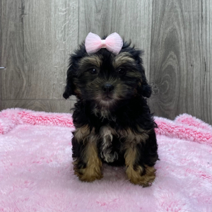 Shihpoo Puppy Kendra