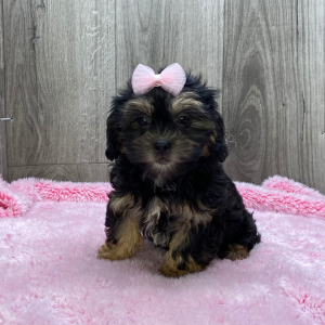 Shihpoo Puppy Kendra