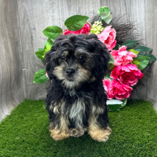 Shihpoo Puppy Kendra