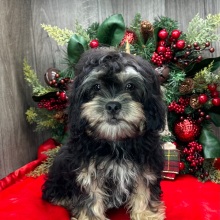 Shihpoo Puppy Kendra
