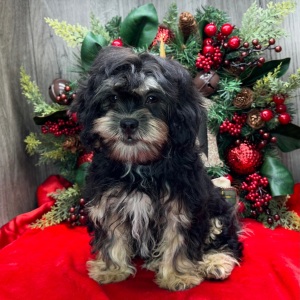 Shihpoo Puppy Kendra