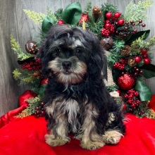 Shihpoo Puppy Kendra