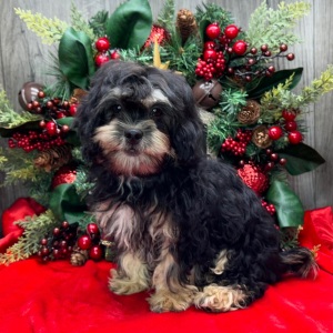 Shihpoo Puppy Kendra