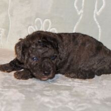 Cavapoo Puppy Dash