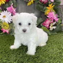 Maltipoo Puppy Rafael