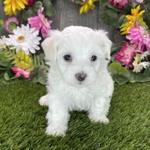 Maltipoo Puppy Rafael
