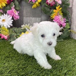 Maltipoo Puppy Rafael