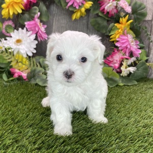 Maltipoo Puppy Rafael