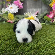 Havapoo Puppy Barker