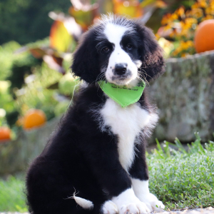 Sheepadoodle Puppy Tennyson