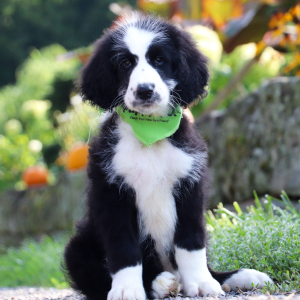 Sheepadoodle Puppy Tennyson