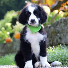 Sheepadoodle Puppy Tennyson