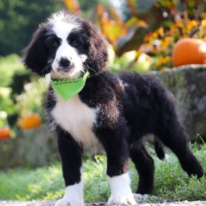 Sheepadoodle Puppy Tennyson