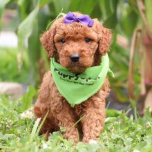 Goldendoodle Puppy Journey