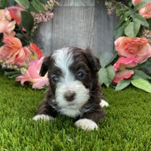 Havanese Puppy Neil