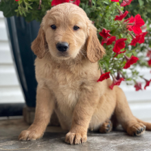 Golden Retriever Puppy Dozer