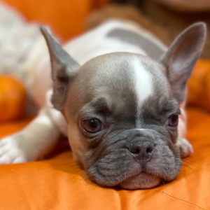 French Bulldog Puppy Mish Mash