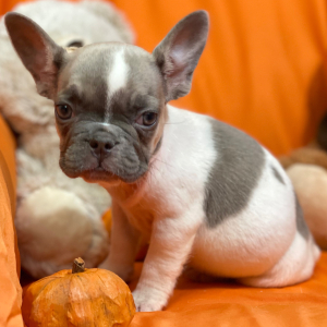French Bulldog Puppy Mish Mash