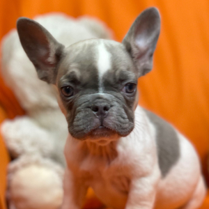 French Bulldog Puppy Mish Mash
