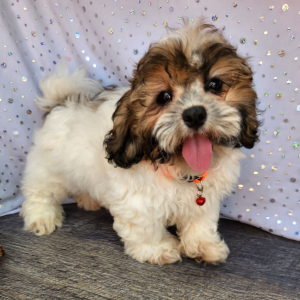 Shihpoo Puppy Henderson