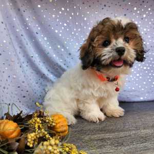 Shihpoo Puppy Henderson