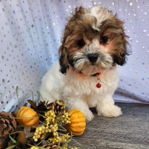 Shihpoo Puppy Henderson