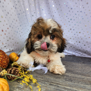 Shihpoo Puppy Henderson